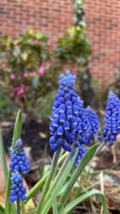 hyacinths